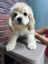 American Cocker Spaniel
